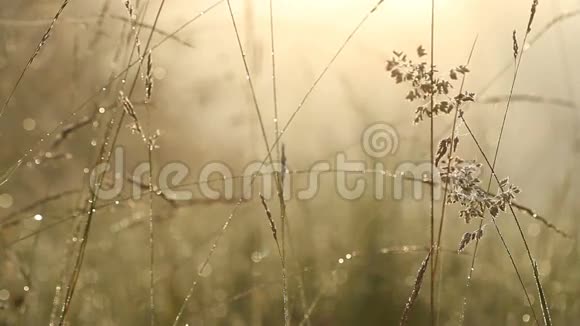 清晨阳光下的夏日小草滴着水珠视频的预览图