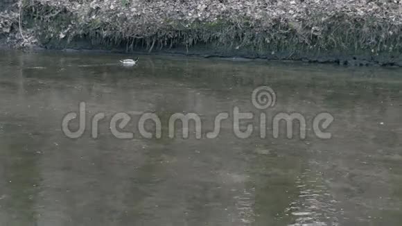河上的浮鸭视频的预览图