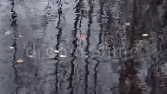水面上的叶子视频的预览图