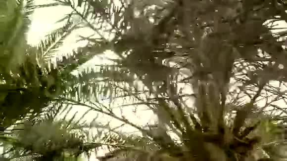 在棕榈树旁边开车视频的预览图