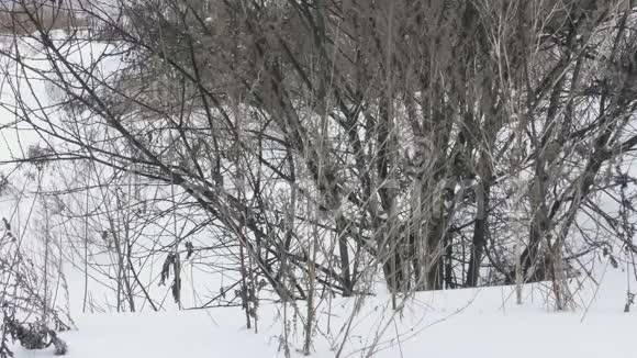 冻塘附近冬季乡村景观视频的预览图