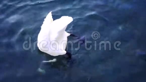 天鹅在水下觅食视频的预览图
