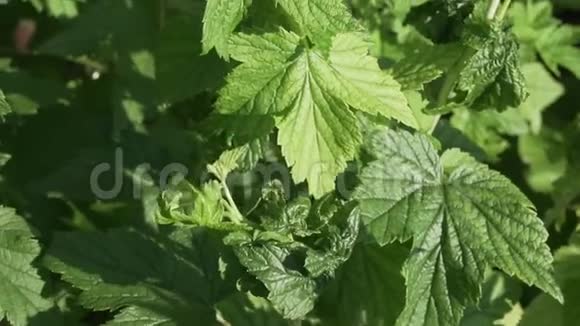 有害昆虫蚜虫的黑醋栗叶子受损的录像视频的预览图