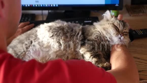 毛茸茸的猫躺在一个男人手中的工作桌上1920x1080高清视频的预览图