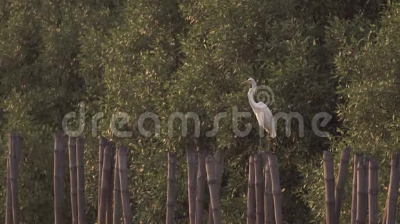 白鹭在竹桩上捕食视频的预览图