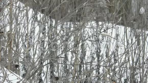冻塘附近冬季乡村景观视频的预览图