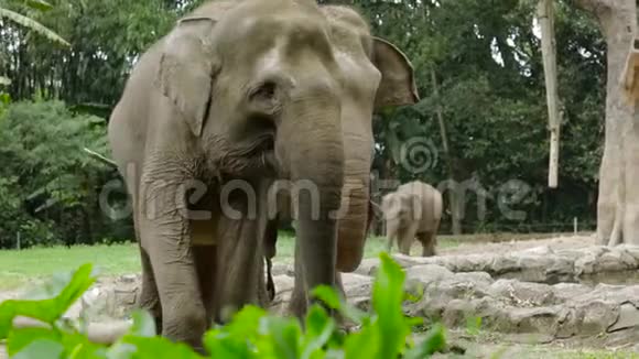 动物园里濒临灭绝的大象视频的预览图