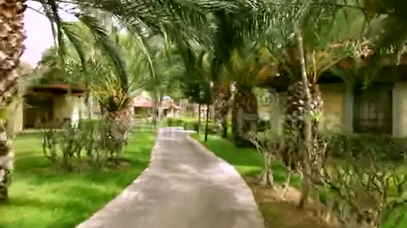 在棕榈树旁边开车视频的预览图