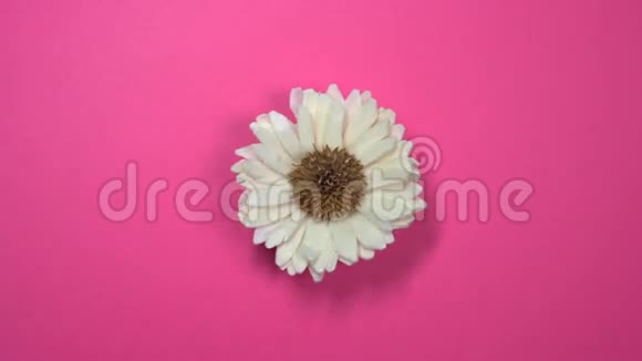 美丽的单雏菊花在旋转的粉红色背景上快速旋转视频的预览图