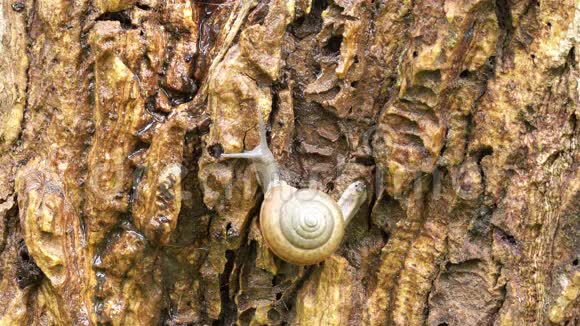 蜗牛在树上爬行视频的预览图