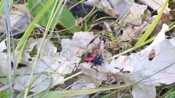 红甲虫在枯叶上爬行视频的预览图