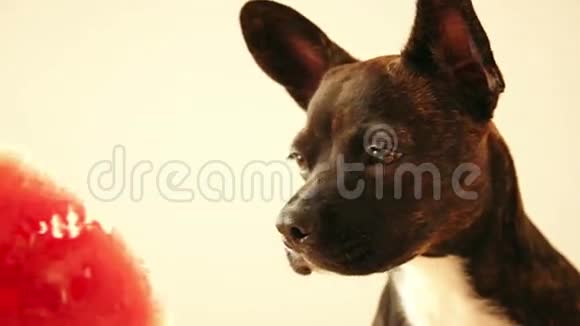 小狗吃了一片新鲜多汁的西瓜脸上洋溢着快乐的表情视频的预览图