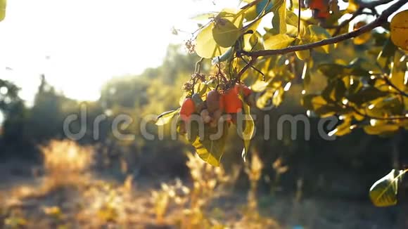 成熟的腰果挂在树枝上在阳光的照耀下视频的预览图