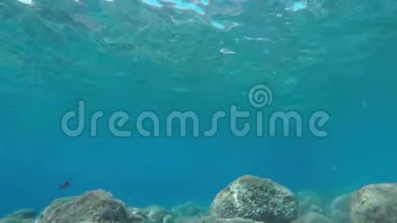 水下鱼景视频的预览图
