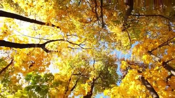 仰望秋天的森林视频的预览图