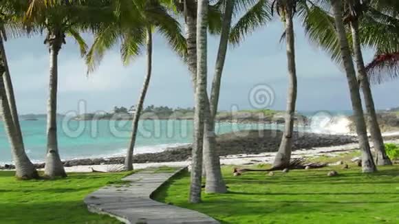波和棕榈树巴哈马视频的预览图
