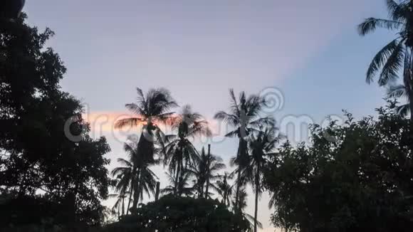 早晨日出时热带棕榈树的时间推移黎明时分云在移动视频的预览图