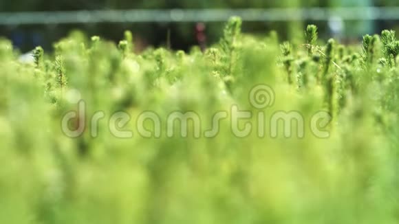 从种子中生长的幼苗培育松树生长的松树视频的预览图