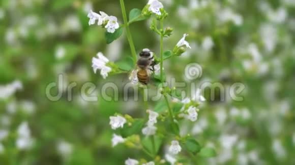 蜜蜂授粉与花朵特写视频的预览图