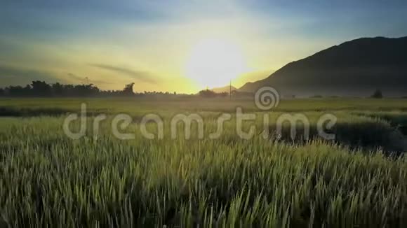 Drone展示了广泛的水稻种植以对抗奇妙的日出视频的预览图