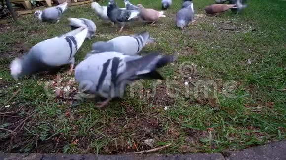 成群的野鸽子在城市住宅花园里觅食视频的预览图