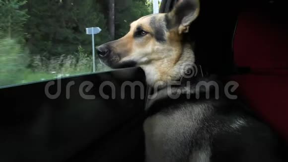 一只狗在路上开车时把头伸出车窗视频的预览图
