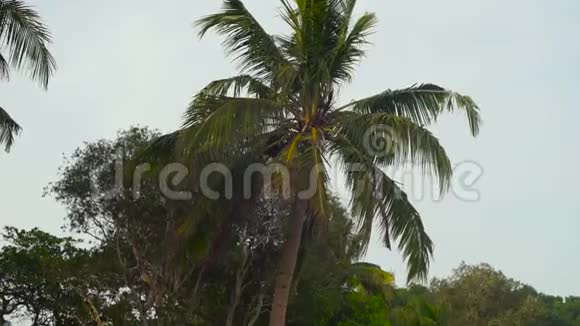 慢镜头稳定拍摄的海滩与细白色沙子覆盖垃圾相机从棕榈树倾斜到视频的预览图