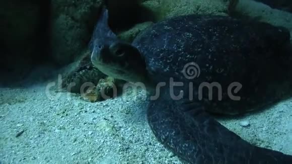加拉帕戈斯岛附近的皮龟视频的预览图