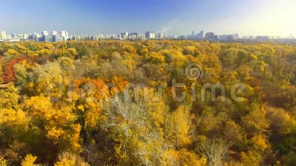 在阳光明媚的日子里飞翔在绚丽多彩的树梢之上黄色美丽的秋树视频的预览图