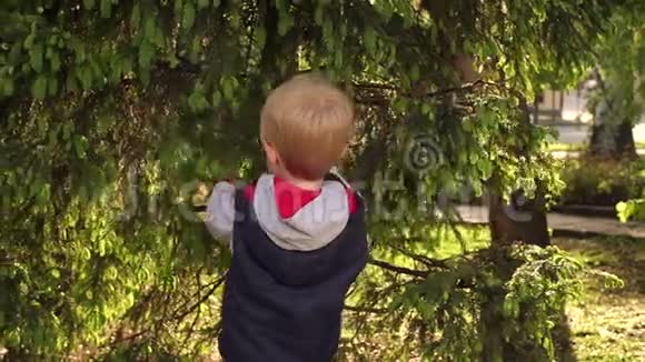 小男孩在野树背景下的肖像视频的预览图