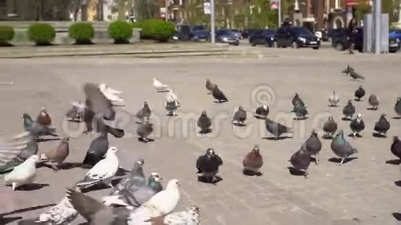 小镇广场上一群鸽子和小男孩视频的预览图