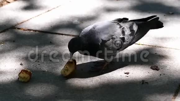 一只鸽子在城市公园吃面包视频的预览图