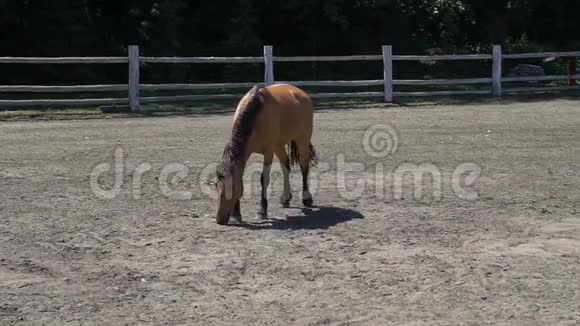 马在地上吃草视频的预览图