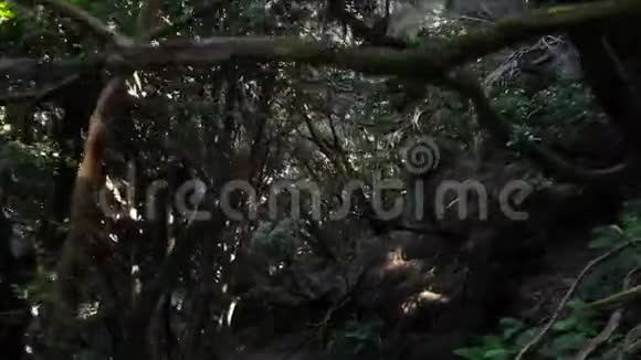 在加那利群岛特内里费阿纳加自然公园内的树木树木长满青苔湿度大古代森林视频的预览图