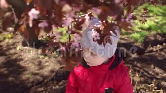 春天的时候小男孩靠近盛开的树视频的预览图