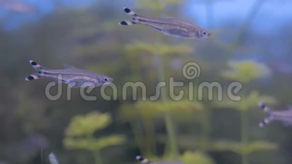 五颜六色的小鱼在巨大的水族馆里游动视频的预览图