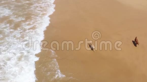 在沙滩上狗沿着海浪奔跑视频的预览图