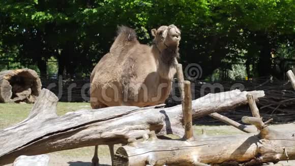 动物园里的骆驼富有表现力的食草动物露出巨大的牙齿视频的预览图