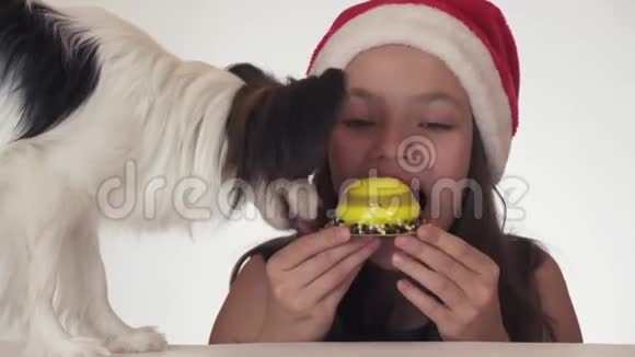 美丽的少女戴着圣诞老人的帽子和狗大陆玩具斯帕涅尔帕皮隆胃口大开吃起来很高兴视频的预览图