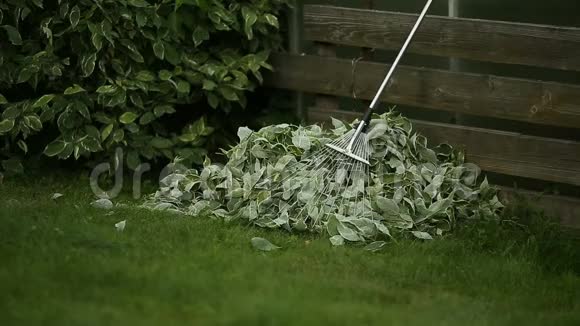 园丁用耙子清理裁剪的叶子视频的预览图