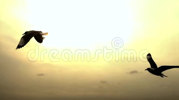 夕阳西下海鸥剪影视频的预览图