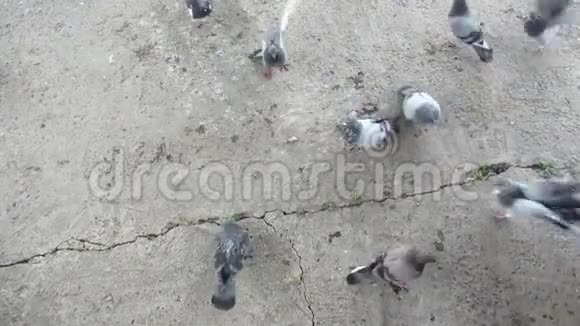 鸽子鸟羽毛的种族自然视频的预览图