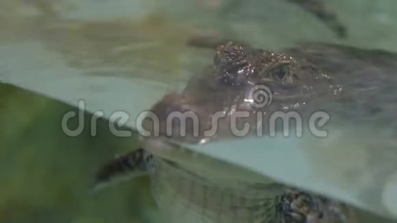 近距离拍摄危险鳄鱼视频的预览图