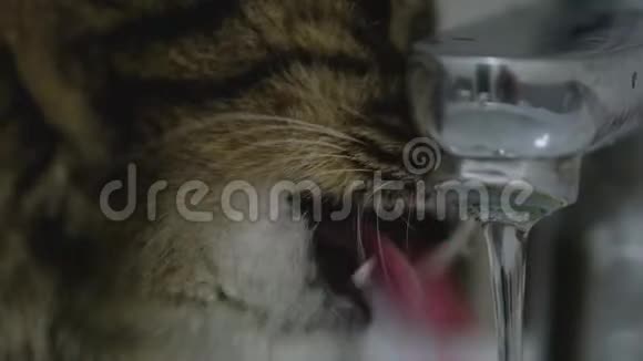 可爱的猫从水龙头里喝水视频的预览图
