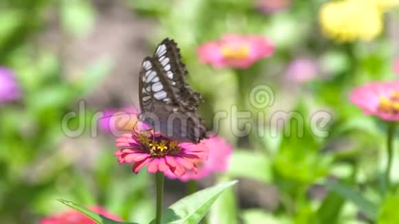 蝴蝶收集开花花的花粉蝴蝶在花园里授粉盛开的夏季花坛视频的预览图