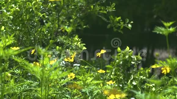 蝴蝶在开花的夏季花园中收集黄色花蜜蝴蝶给盛开的花朵授粉视频的预览图