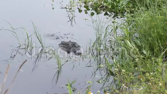 大型美国鳄鱼在鱼后跳跃视频的预览图