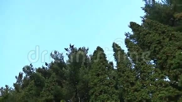 树木和蓝天视频的预览图