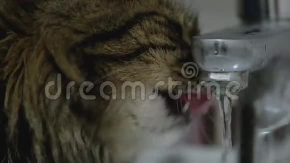 可爱的猫从水龙头里喝水视频的预览图
