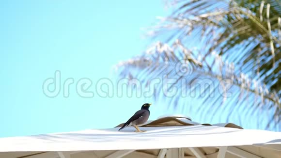 在蓝天和棕榈树的映衬下一只奇异的鸟坐在海滩伞的屋顶上特写视频的预览图